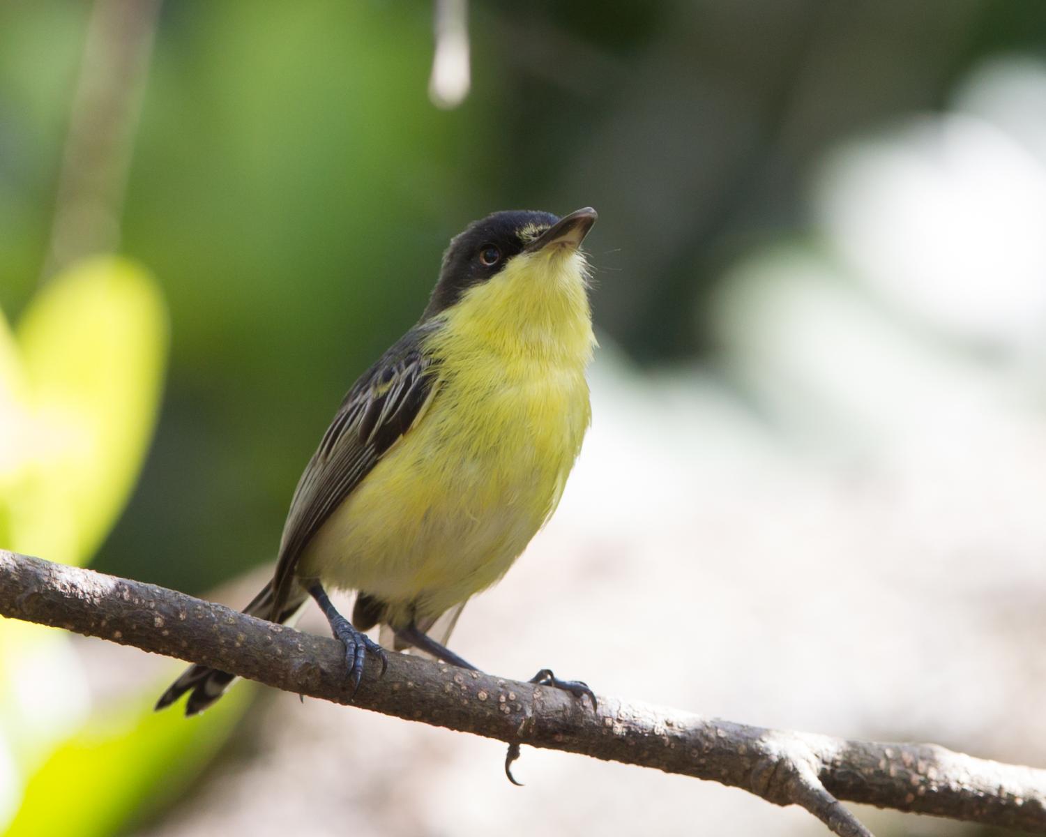 Common Today-flycatcher